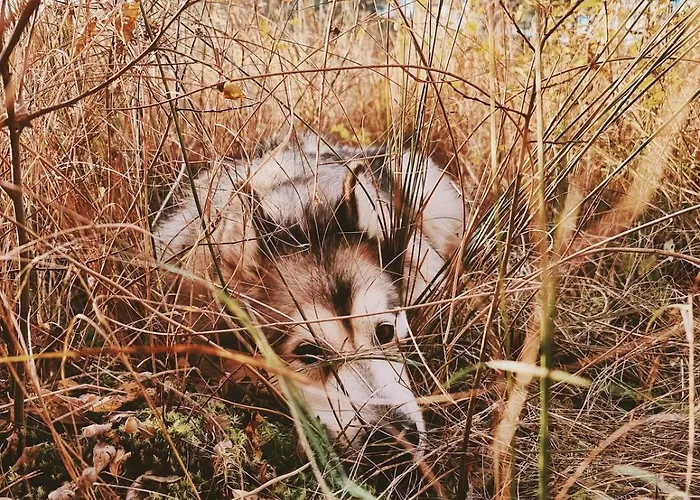 Holiday home Za Lasem Nad Woda *